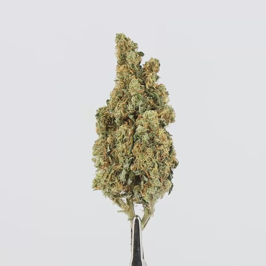 Gorilla Blue CBD - Deli-Hemp