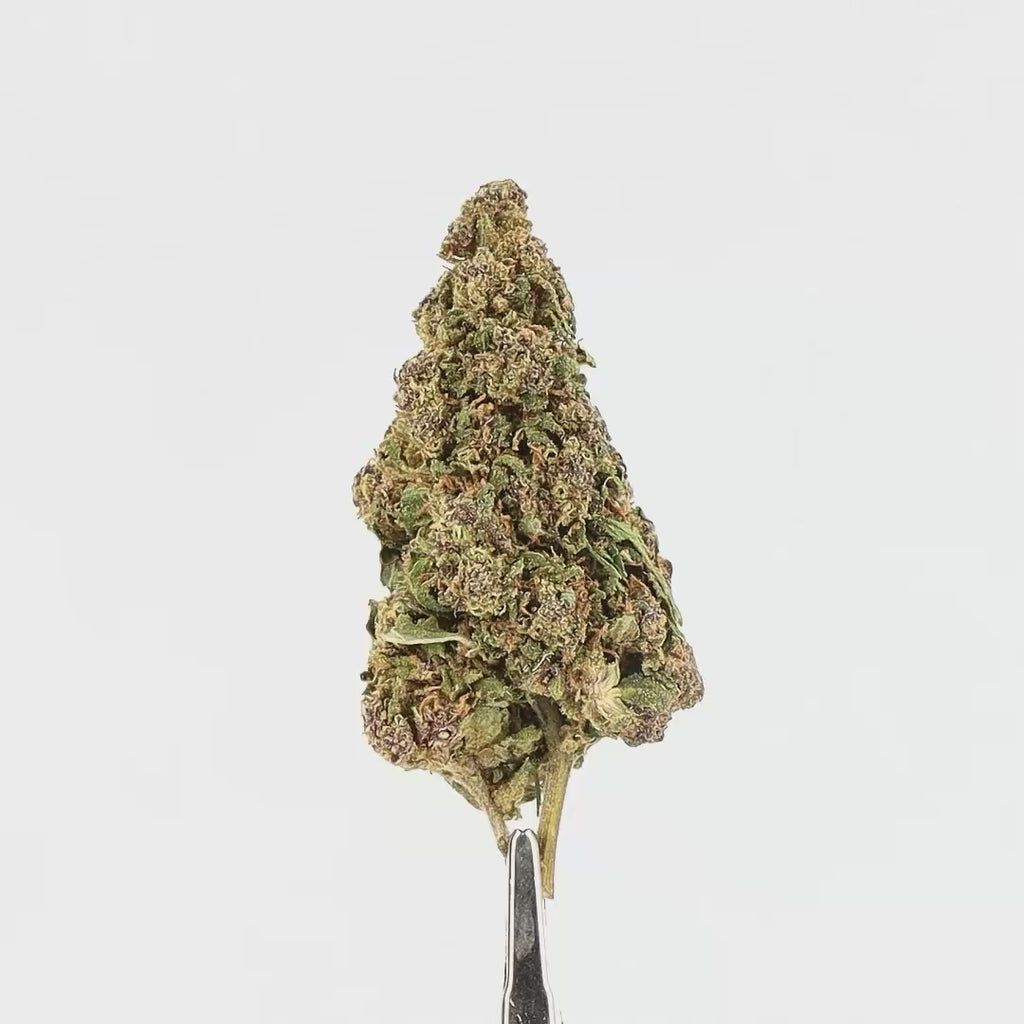CBD Flowers - Champagne Kush - Deli-Hemp