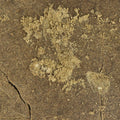 CBG Resin - Filtered 50% - Private Label